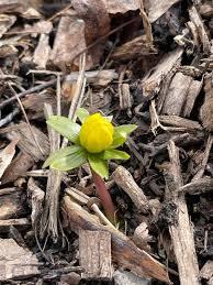 Attēlu rezultāti vaicājumam “Eranthis hyemalis”