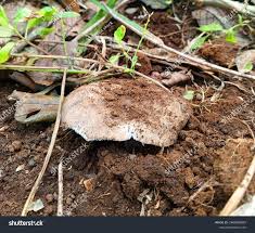 Attēlu rezultāti vaicājumam “Langermania gigantea”