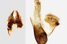 Attēlu rezultāti vaicājumam “Zygaena minos”