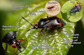 Attēlu rezultāti vaicājumam “Deraeocoris ruber imago”