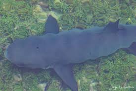 Image result for Triaenodon obesus