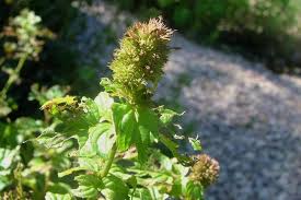 Attēlu rezultāti vaicājumam “Mentha x verticillata leaf”