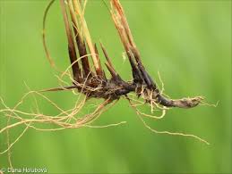 Attēlu rezultāti vaicājumam “Juncus compressus fruit”