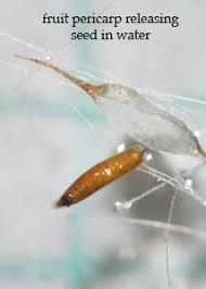 Attēlu rezultāti vaicājumam “Typha latifolia fruit”