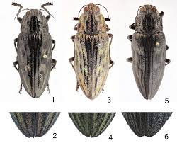 Attēlu rezultāti vaicājumam “Chalcophora mariana”
