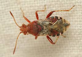 Attēlu rezultāti vaicājumam “Rhopalus maculatus”