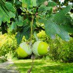 Attēlu rezultāti vaicājumam “Quercus robur fruit”