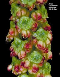 Attēlu rezultāti vaicājumam “Carpinus betulus female flower”