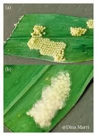 Attēlu rezultāti vaicājumam “Trichoptera egg mass”
