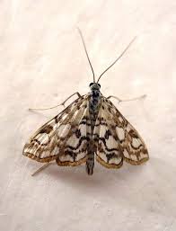 Attēlu rezultāti vaicājumam “Elophila nymphaeata”