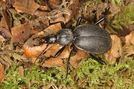 Attēlu rezultāti vaicājumam “Cychrus caraboides”