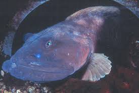 Image result for Zoarces americanus