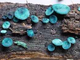 Attēlu rezultāti vaicājumam “Chlorociboria aeruginascens”