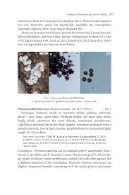 Attēlu rezultāti vaicājumam “Cribraria lepida”