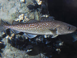 Image result for Gadus macrocephalus