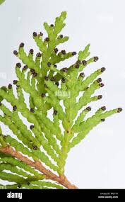 Attēlu rezultāti vaicājumam “Thuja occidentalis flower”