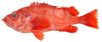 Image result for Myzopsetta ferruginea