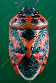 Attēlu rezultāti vaicājumam “Eurydema dominulus”