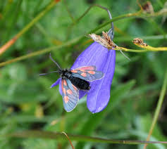 Attēlu rezultāti vaicājumam “Zygaena sp.”