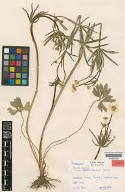 Attēlu rezultāti vaicājumam “Ranunculus auricomus leaf”