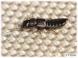 Attēlu rezultāti vaicājumam “Quedius dilatatus”