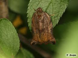 Attēlu rezultāti vaicājumam “Archips podana female”