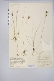 Attēlu rezultāti vaicājumam “Rhynchospora fusca”