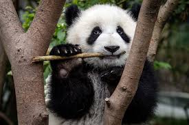 Image result for pandas
