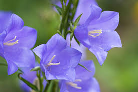 Image result for Campanula affinis