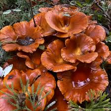 Attēlu rezultāti vaicājumam “Buglossoporus quercinus”