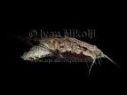FRESHWATER FISH