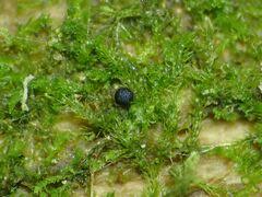 Attēlu rezultāti vaicājumam “Colloderma oculatum”