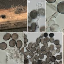 Attēlu rezultāti vaicājumam “Hyaloscypha hyalina”