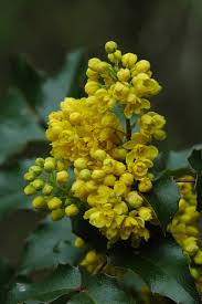 Attēlu rezultāti vaicājumam “Mahonia aquifolium”