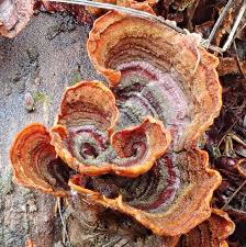 Attēlu rezultāti vaicājumam “Stereum fasciatum”