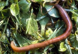 Attēlu rezultāti vaicājumam “Annelides”