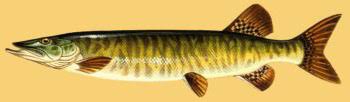 Image result for Esox masquinongy