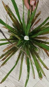 Attēlu rezultāti vaicājumam “Stratiotes aloides leaf”