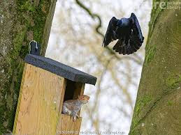 Attēlu rezultāti vaicājumam “Corvus monedula”