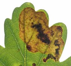 Attēlu rezultāti vaicājumam “Licea pygmaea spores”