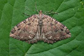 Attēlu rezultāti vaicājumam “Triphosa dubitata”