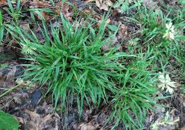 Attēlu rezultāti vaicājumam “Luzula pilosa bud”