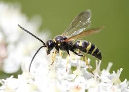 Attēlu rezultāti vaicājumam “Crabronidae”