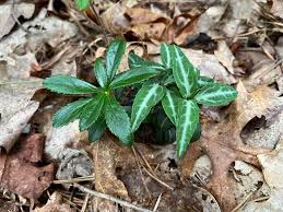 Attēlu rezultāti vaicājumam “Chimaphila umbellata”