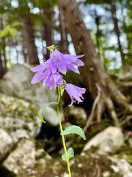 Image result for Campanula rapunculoides