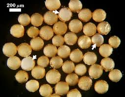 Attēlu rezultāti vaicājumam “Enteridium liceoides spores”