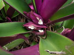 Attēlu rezultāti vaicājumam “Commelinaceae”