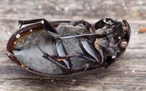 Attēlu rezultāti vaicājumam “Hydrochara caraboides”