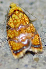 Attēlu rezultāti vaicājumam “Acleris bergmanniana”