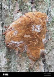 Attēlu rezultāti vaicājumam “Phellinus robustus”